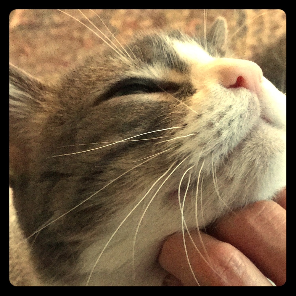 My kitty